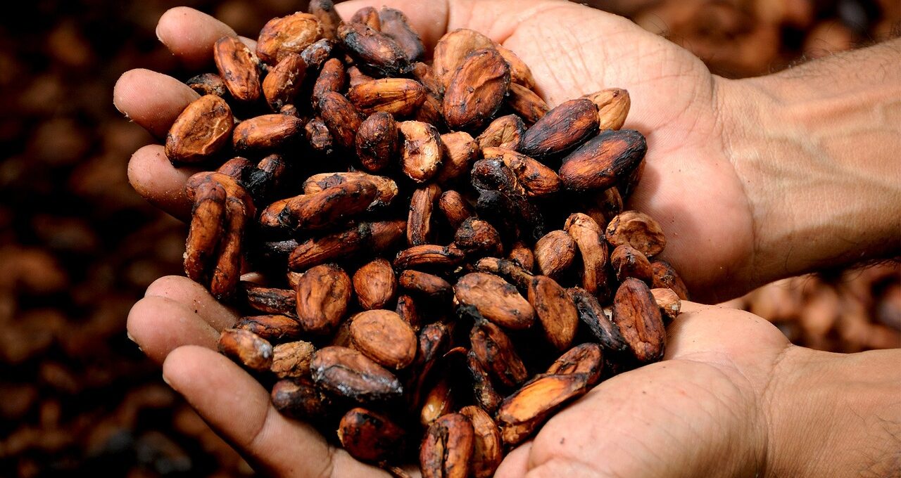 Ziarna kakao – co warto o nich wiedzieć?